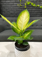 Load image into Gallery viewer, Dieffenbachia Camille - 6&quot;

