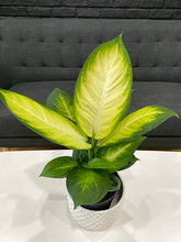 Load image into Gallery viewer, Dieffenbachia Camille - 6&quot;
