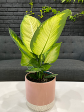 Load image into Gallery viewer, Dieffenbachia Camille - 6&quot;
