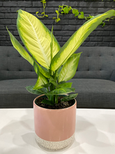 Load image into Gallery viewer, Dieffenbachia Camille - 6&quot;
