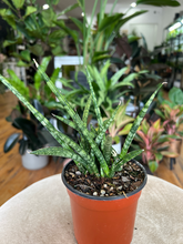 Load image into Gallery viewer, Snake Plant Assorted - 4&quot;

