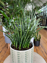 Load image into Gallery viewer, Sansevieria Snake Plant - 6&quot;
