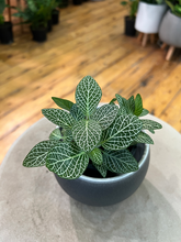 Load image into Gallery viewer, Green or Red Fittonia - 3.5&quot;

