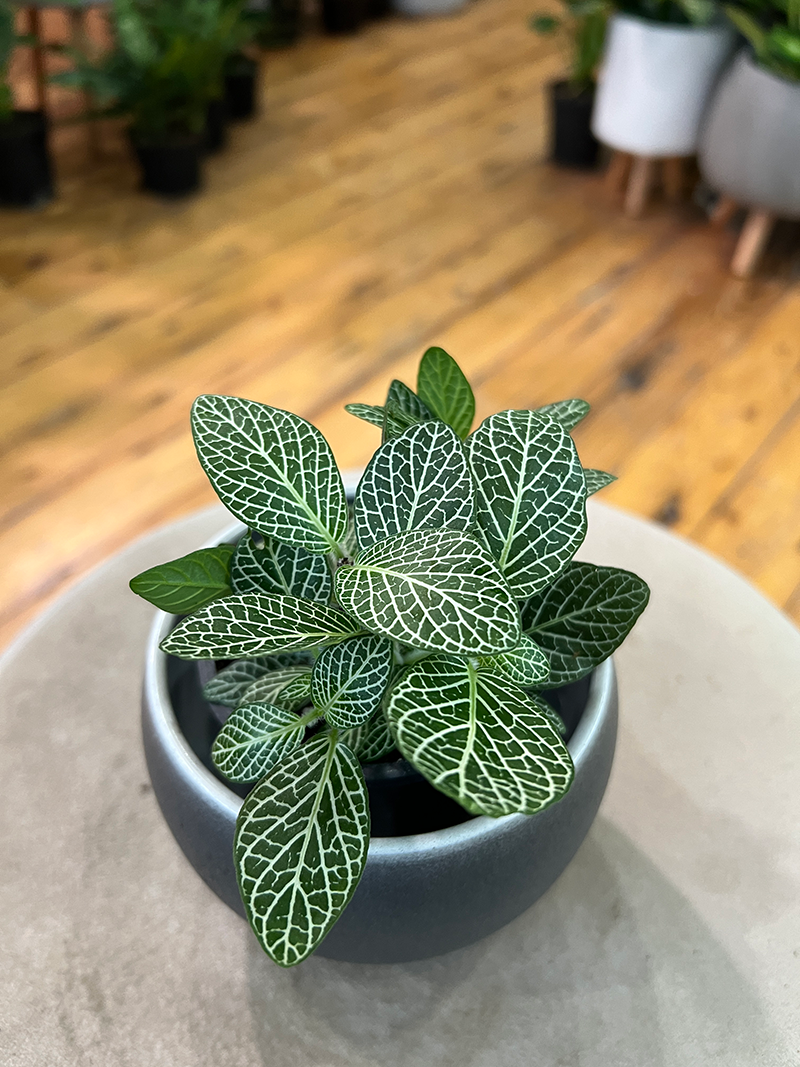 Green or Red Fittonia - 3.5