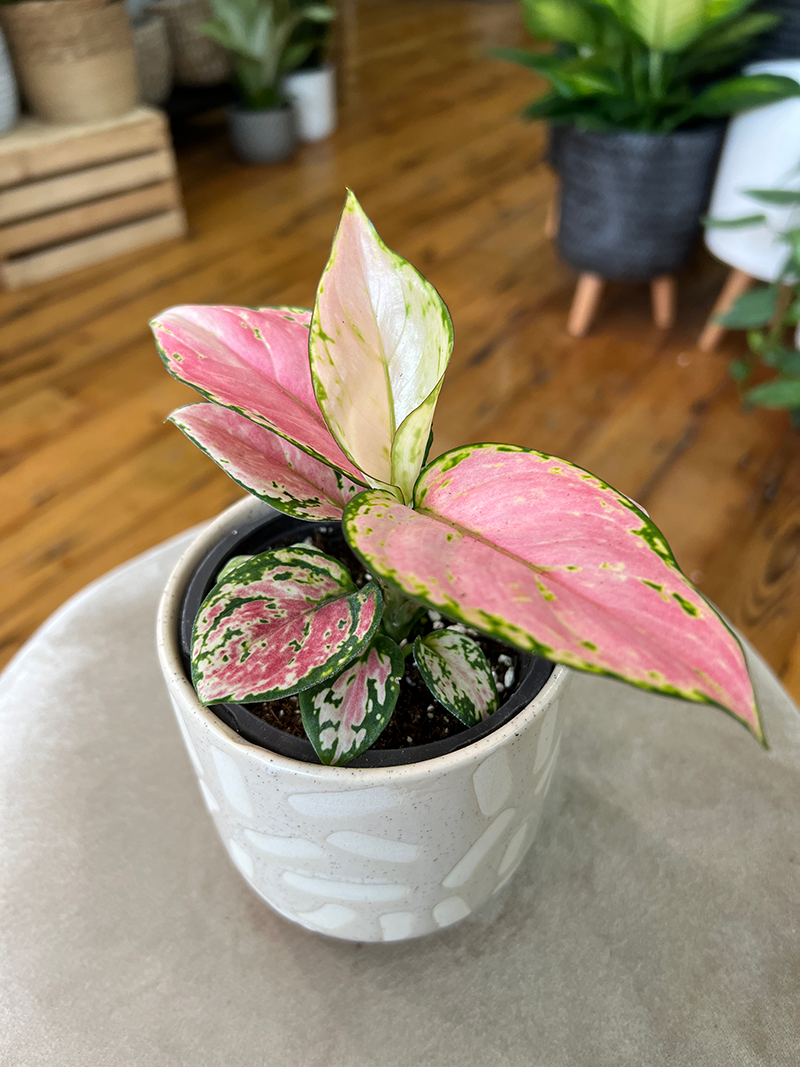 Aglaonema Geely Red - 4
