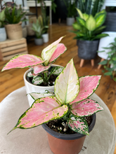 Load image into Gallery viewer, Aglaonema Geely Red - 4&quot;
