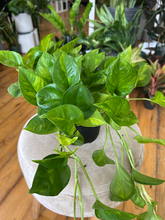 Load image into Gallery viewer, Epipremnum Global Green Pothos - 6&quot;
