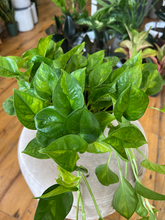 Load image into Gallery viewer, Epipremnum Global Green Pothos - 6&quot;
