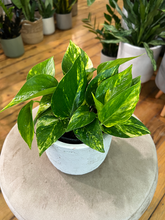 Load image into Gallery viewer, Golden Pothos - 4/6&quot;
