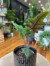 Load image into Gallery viewer, Alocasia Jacklyn - 3.5&quot;
