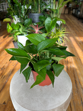 Load image into Gallery viewer, Jade Pothos - 6&quot;
