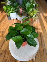 Load image into Gallery viewer, Jade Pothos - 6&quot;
