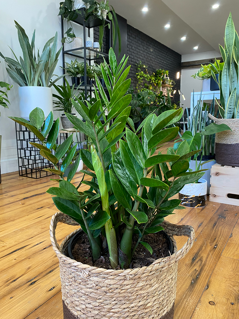 ZZ Plant 10
