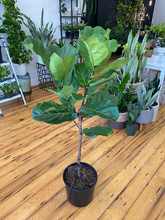 Load image into Gallery viewer, Ficus Lyrata Standard Tree - 10&quot;/4&#39;

