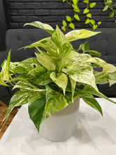 Load image into Gallery viewer, Marble Queen Pothos - 6&quot;
