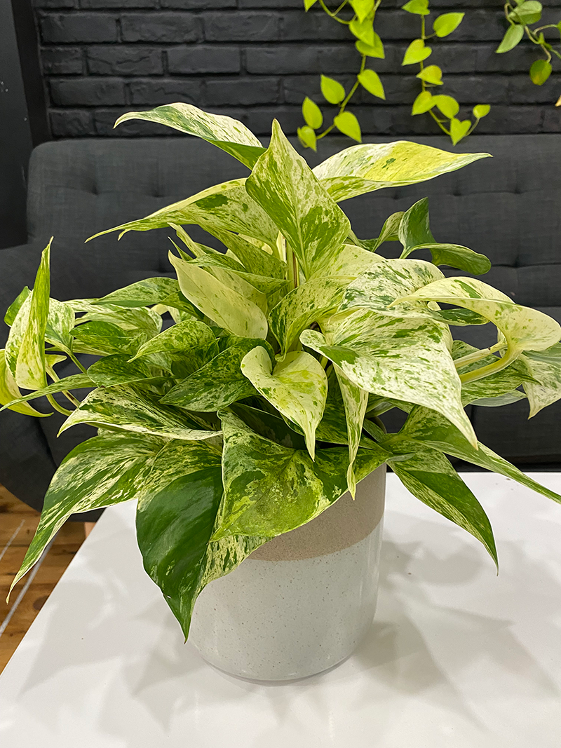 Marble Queen Pothos - 6