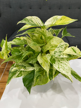 Load image into Gallery viewer, Marble Queen Pothos - 6&quot;
