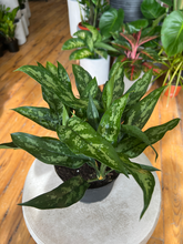 Load image into Gallery viewer, Aglaonema Maria - 6&quot;
