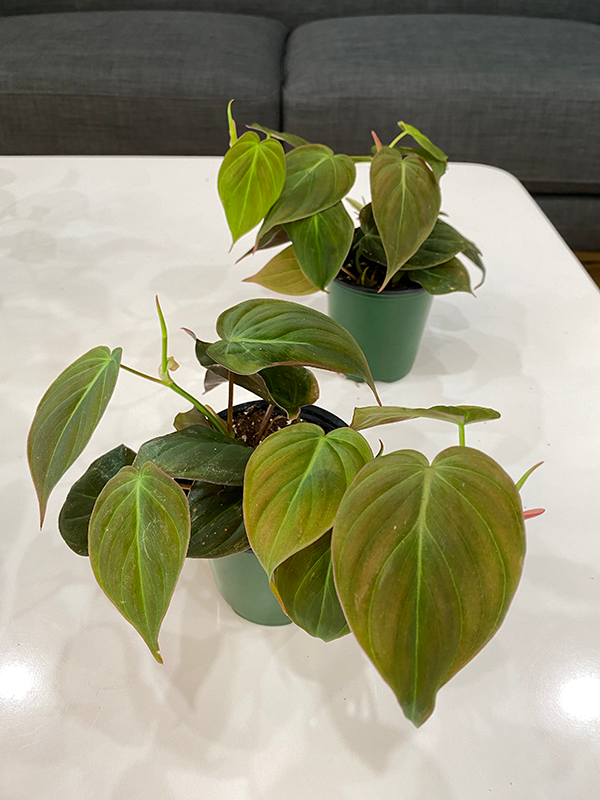 Philodendron Micans - 3.5