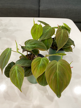 Load image into Gallery viewer, Philodendron Micans - 3.5&quot;
