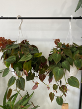 Load image into Gallery viewer, Philodendron Micans 8&quot; Hanging Basket
