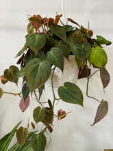 Load image into Gallery viewer, Philodendron Micans 8&quot; Hanging Basket
