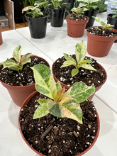 Load image into Gallery viewer, Ficus Shivereana Moonlight - 4&quot;
