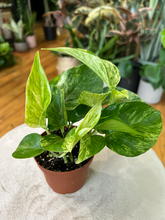 Load image into Gallery viewer, Marble Queen Pothos - 4&quot;
