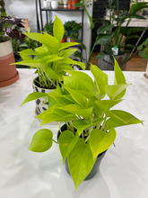 Load image into Gallery viewer, Neon Pothos
