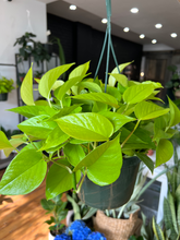 Load image into Gallery viewer, Neon Pothos - 8&quot; HB
