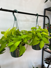 Load image into Gallery viewer, Neon Pothos - 8&quot; HB
