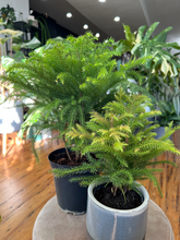 Load image into Gallery viewer, Norfolk Island Pine
