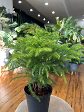 Load image into Gallery viewer, Norfolk Island Pine
