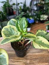 Load image into Gallery viewer, Peperomia Obtusifolia Variegata - 4&quot;
