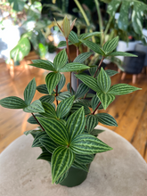 Load image into Gallery viewer, Peperomia Puteolata - 3.5&quot;

