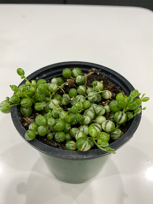 Variegated String of Pearls - 3.5