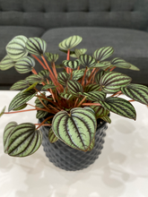 Load image into Gallery viewer, Peperomia Piccolo Banda - 4&quot;
