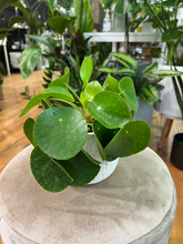 Load image into Gallery viewer, Pilea Peperomioides - 4&quot;

