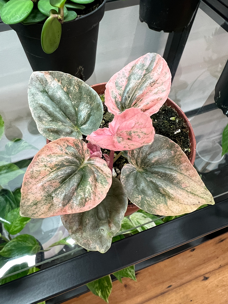 Peperomia Pink Lady - 4