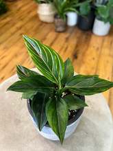 Load image into Gallery viewer, Aglaonema Pink Stripe - 4&quot;
