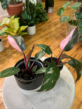 Load image into Gallery viewer, Philodendron Pink Princess - 4&quot;
