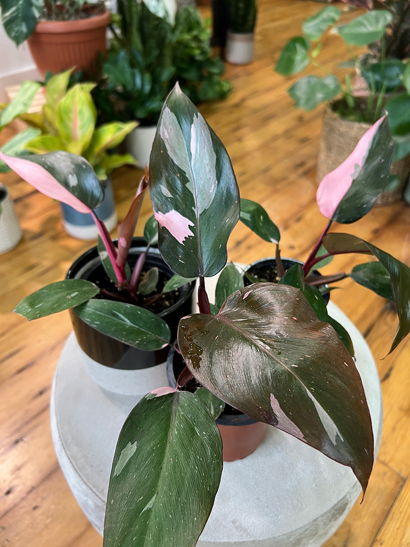 Philodendron Pink Princess - 4