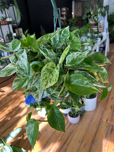 Load image into Gallery viewer, Marble Queen Pothos - 8&quot; HB
