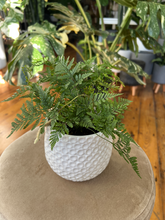 Load image into Gallery viewer, Rabbits Foot Fern - 4&quot;
