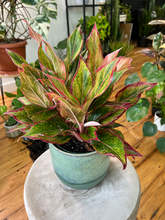 Load image into Gallery viewer, Aglaonema Red Siam - 6&quot;
