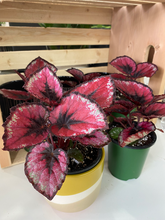 Load image into Gallery viewer, Rex Begonia - 3.5&quot;
