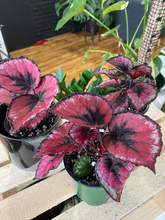 Load image into Gallery viewer, Rex Begonia - 3.5&quot;
