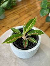 Load image into Gallery viewer, Aglaonema Star Shining - 4&quot;
