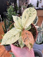 Load image into Gallery viewer, Ficus Shivereana Moonlight - 4&quot;
