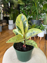 Load image into Gallery viewer, Ficus Shivereana Moonshine - 6&quot;

